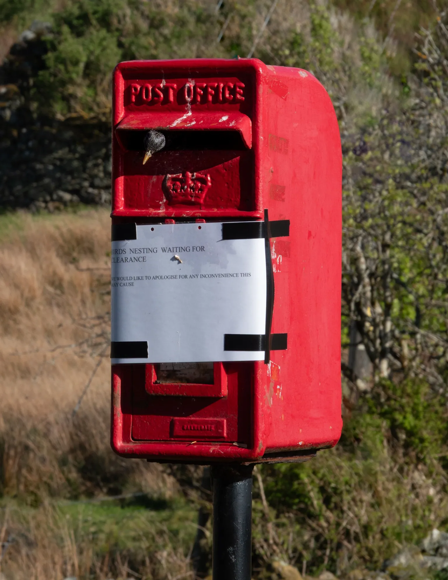 Marian van Kleinwee Red British post box in a rural setting, with a bird nesting inside the mail slot. A sign taped to the front reads that birds are nesting and asks for patience due to temporary disruption