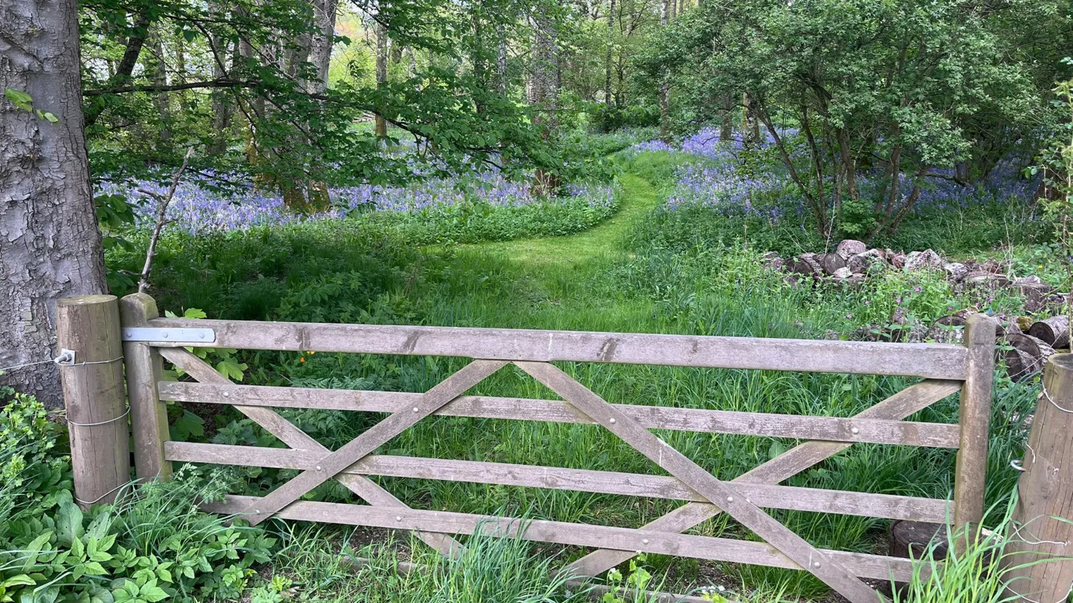 Donald Stewart Wooden gate in the foreground opening onto a narrow grassy path winding through a woodland filled with trees and patches of purple wildflowers.