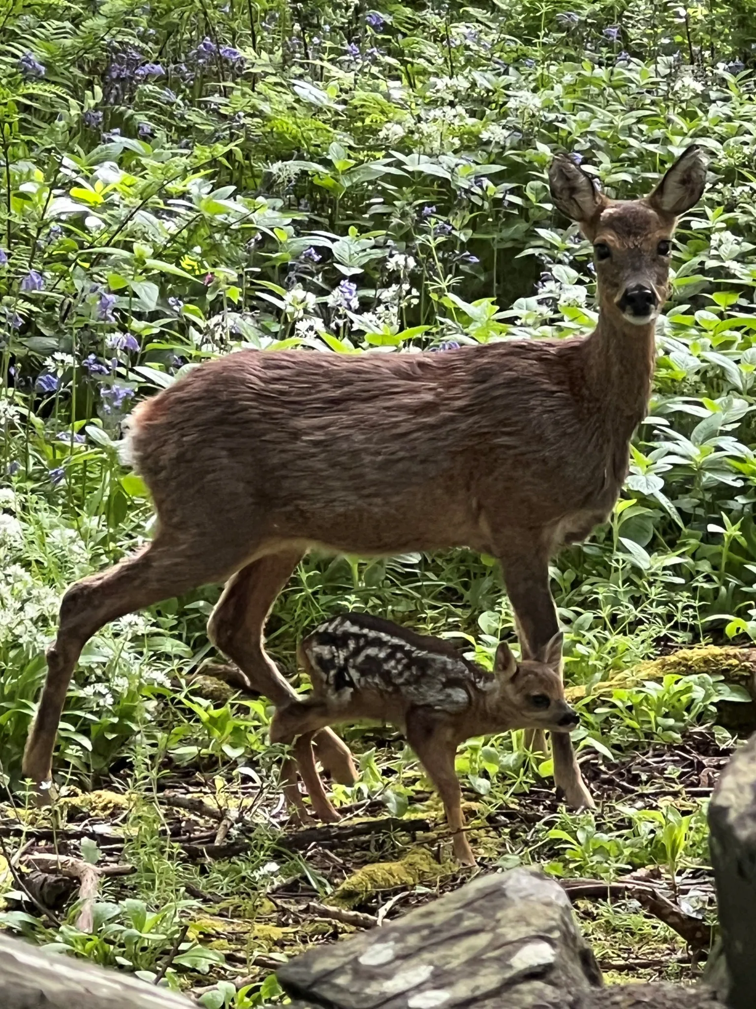 Carol Cameron Adult deer standing in a leafy woodland clearing beside a young fawn. The animals are surrounded by dense green foliage and wild plants.