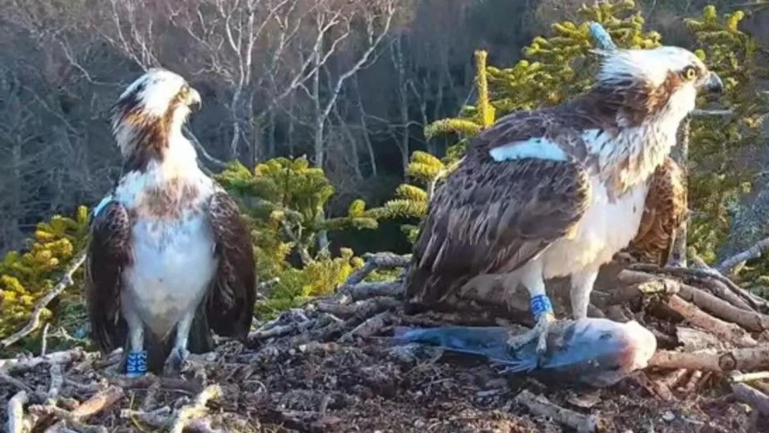 Birds of Poole Harbour A pair of brown and white ospreys stood on a large nest edged with chunky twigs.