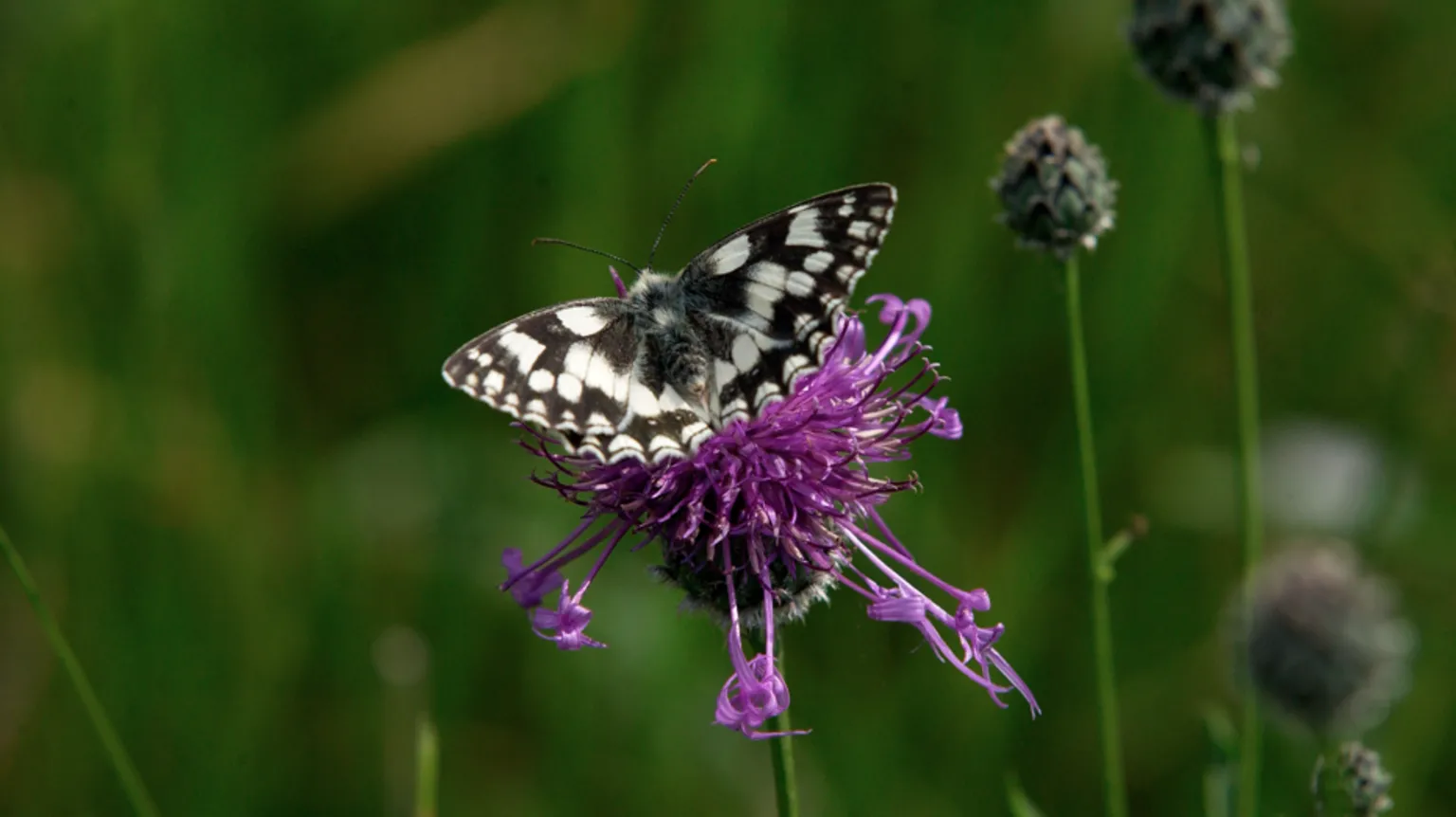 Tim Graham/ A white butterfly with black speckled areas on a purple thistle. The background is faded