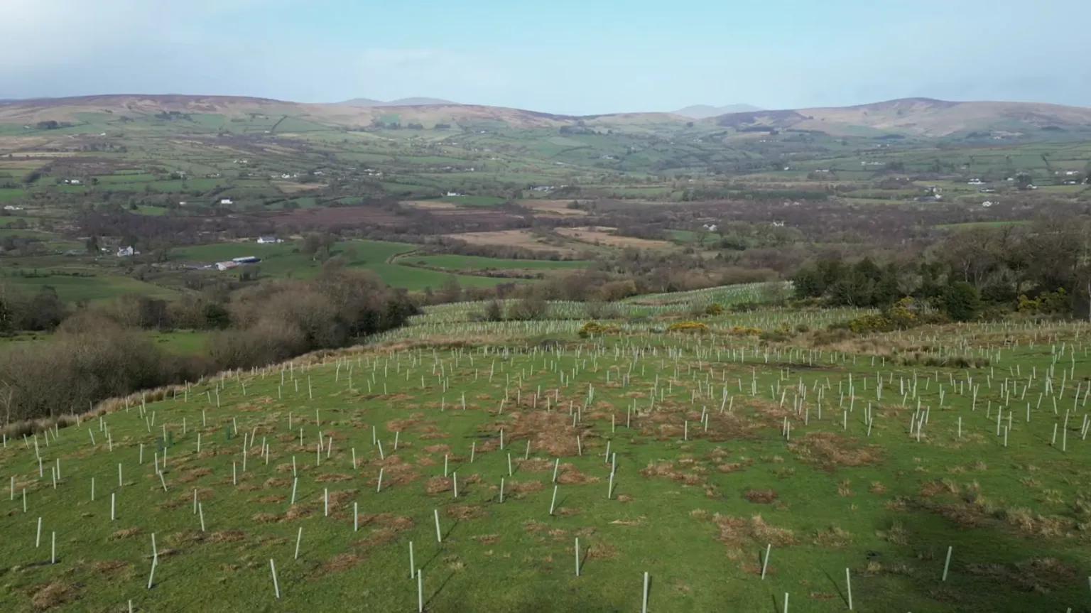 Ulster Wildlife A vast and very green mountain scenery can be seen with white tubes sticking up out of the ground. They are tree shoots to help them grow. 