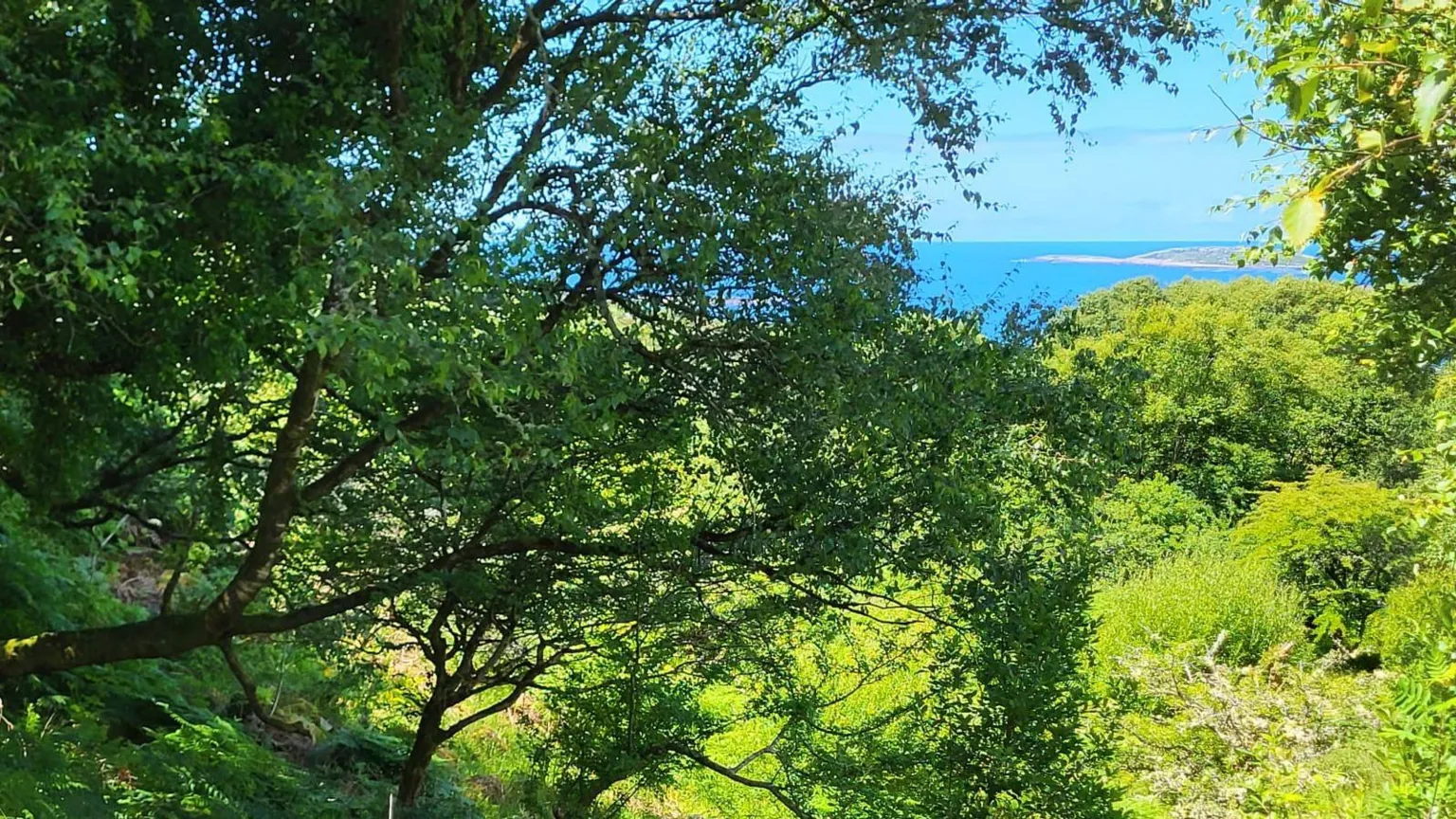 Eoghan Daltun large green trees and fields can be seen covering most of the image, the blue ocean can be seen peaking through the trees on the top right corner of the image
