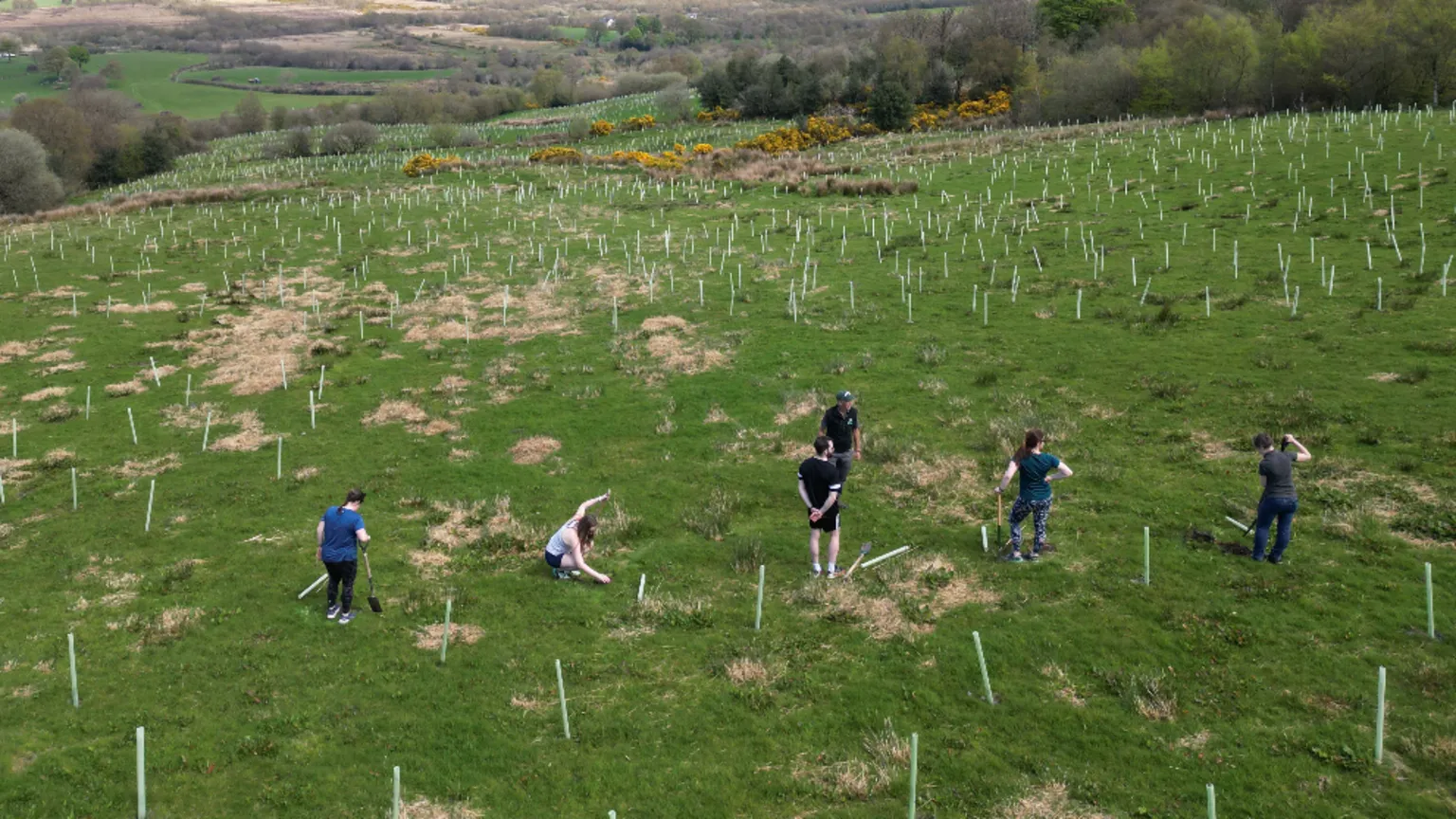 Ulster Wildlife The photograph is taken from high up, looking down onto a grassy field. Six different people can be seen spread out, planting the trees for the restoration project.