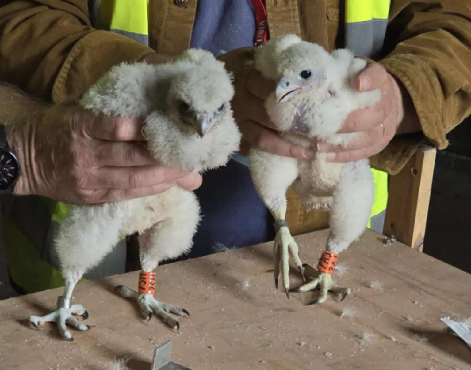 Glasgow City Chambers Peregrines Two young peregrine falcons covered in soft grey down are being held up on a wooden surface by a person’s hands. Each chick is standing upright with large feet visible, fitted with orange identification rings marked with black lettering. One bird faces forward with its head slightly lowered, while the other looks to the side with its beak slightly open. The person holding the birds is wearing a high-visibility yellow jacket over a brown outer layer, and small feathers are scattered across the table beneath the chicks.