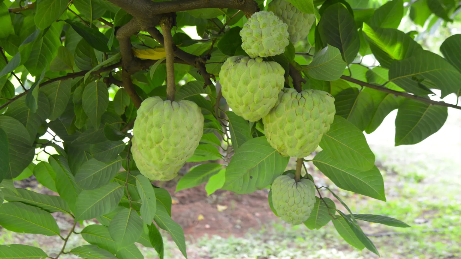 Custard Apple’s Growth: From Drought-Hardy Crop to Export Success | The ...