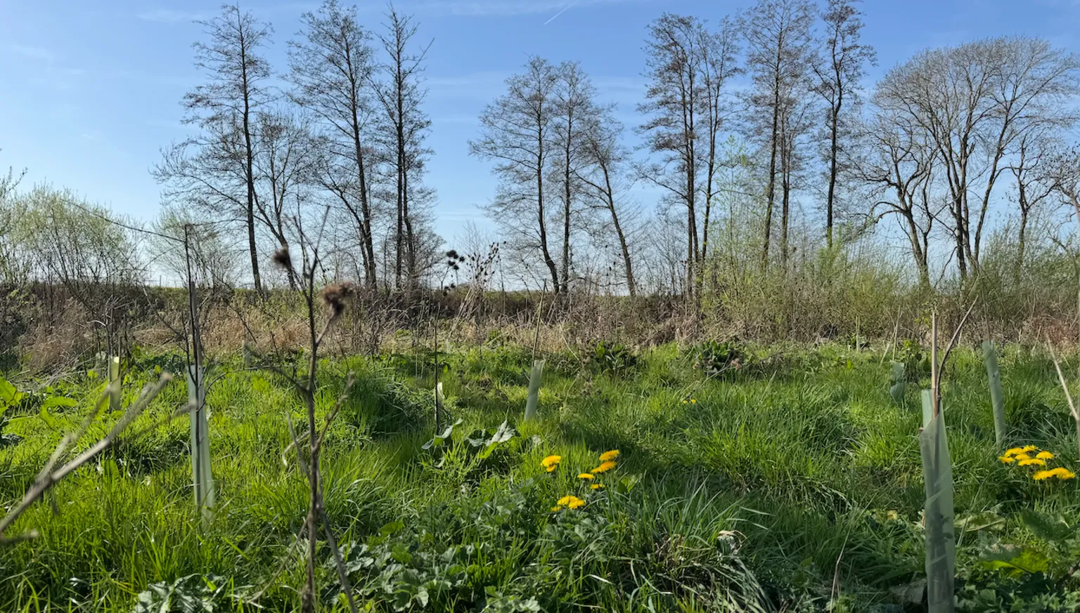 Young trees planted by a river with plastic guards around them sit next to dandelions and grass