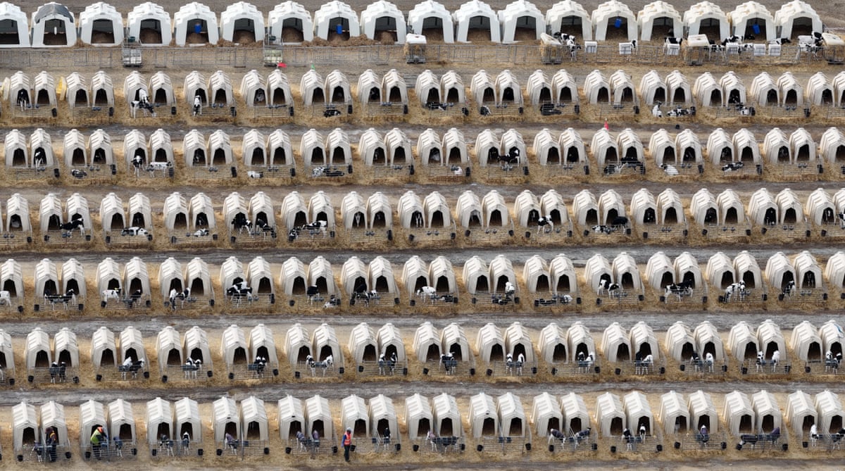 Calf-rearing hutches at a dairy unit in England seen from above.