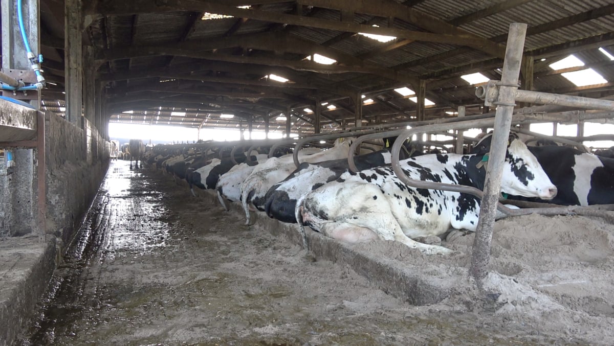 Inside an intensive dairy unit in England