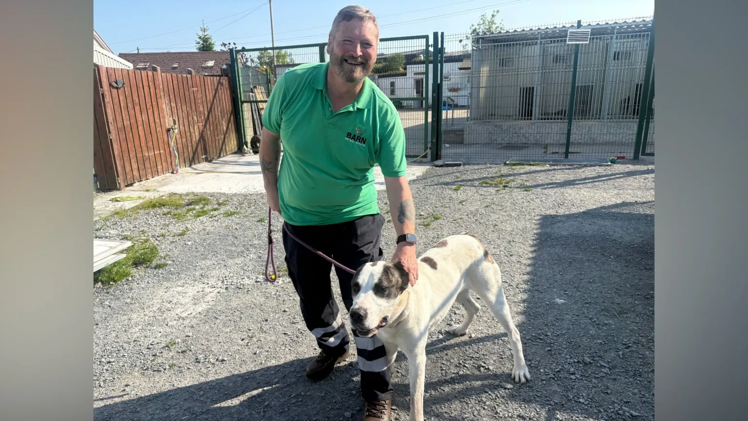 A man in a green polo shirt is smiling at the camera. He is holding a large white god with black spots on a lead. 