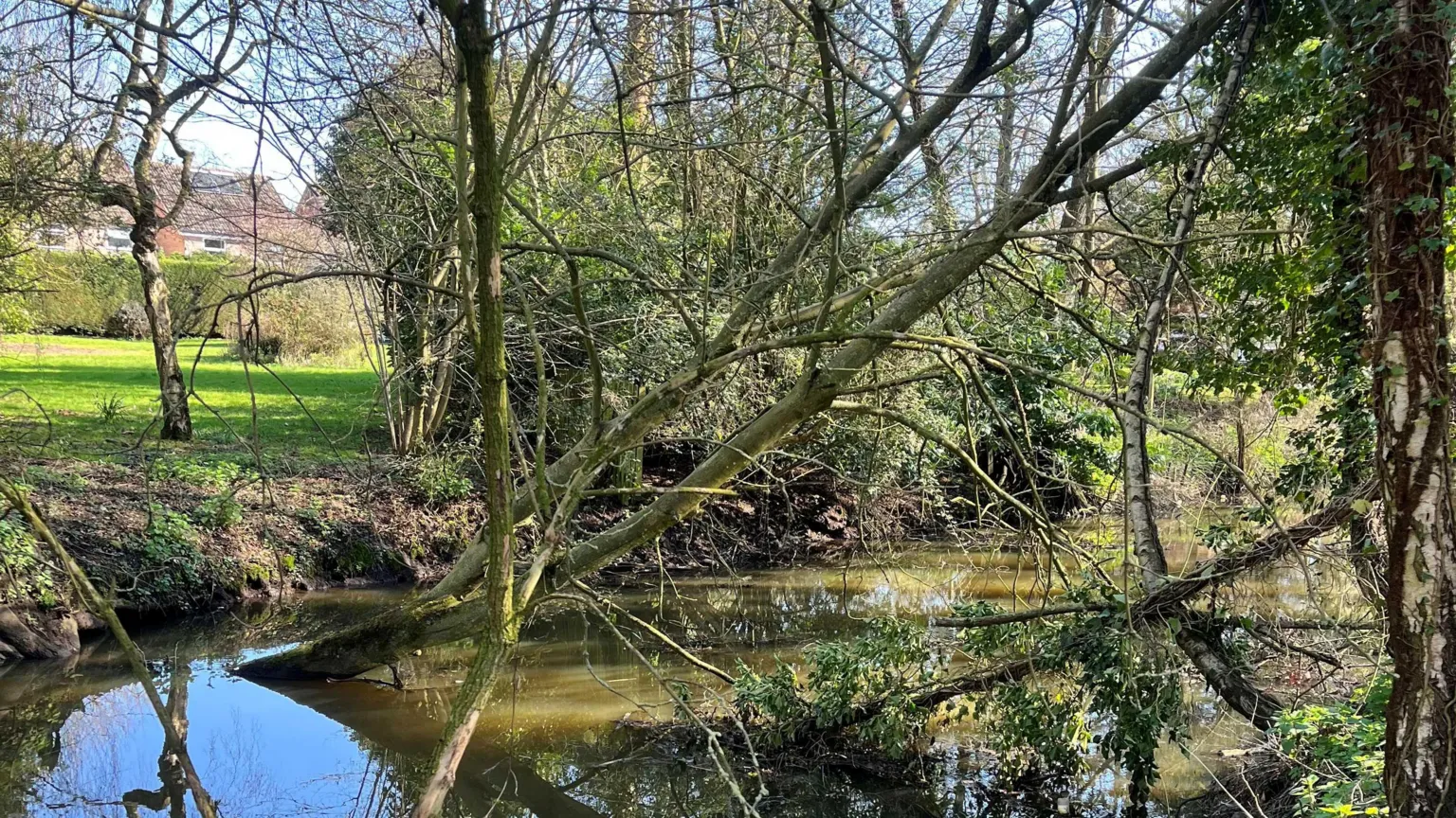 Mid Suffolk District Council The River Waveney. Around the river is foliage and fallen trees.