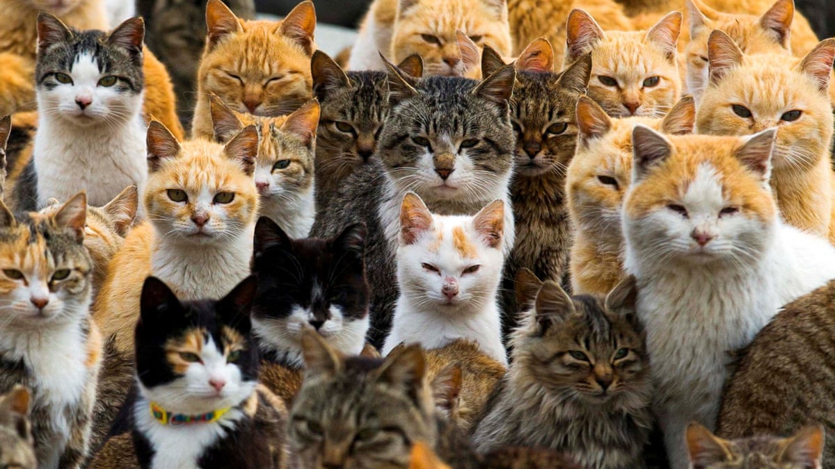 Yanaka Ginza, a neighbourhood in north-east Cats crowd the harbour on Aoshima Island in the Ehime prefecture in southern Japan