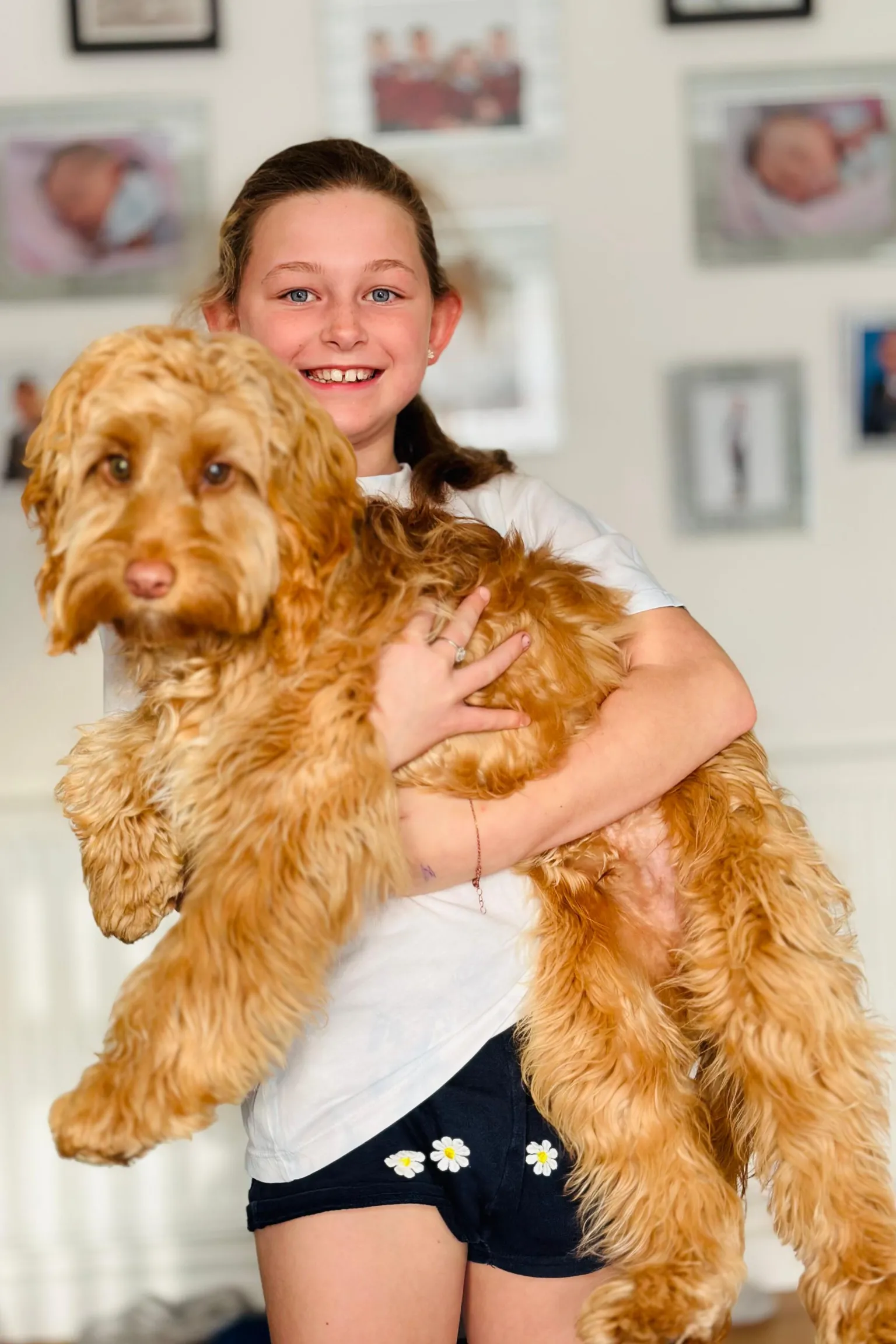 Amanda Axiak A young girl with tied-back brown hair, wearing a white t shirt and black shorts with daisies on them. She is holding a large, fluffy golden dog and is smiling and looking at the camera. Behind her is a white wall filled with hanging photo frames of family pictures.