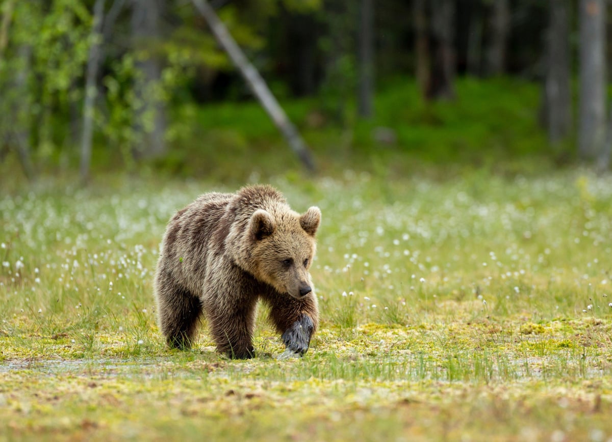 A Eurasian brown bear pads across grass with forest behind