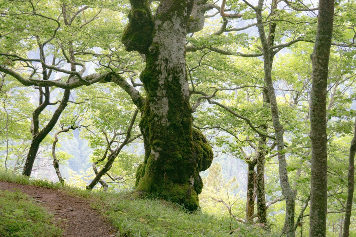 A large, moss-covered tree with wide-spreading branches
