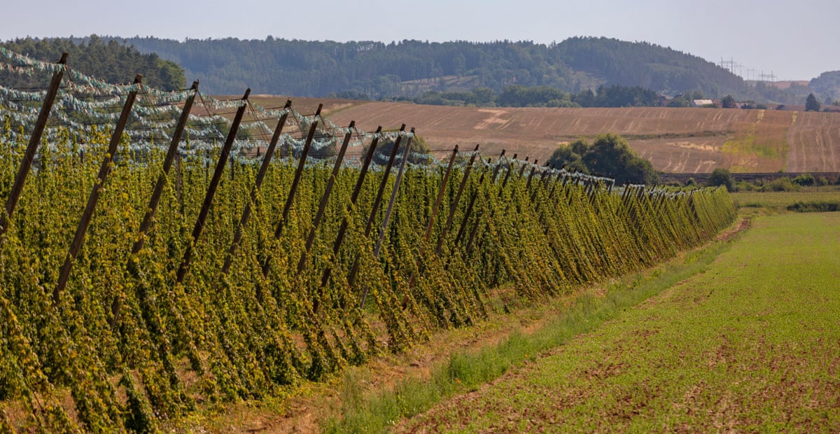 A long line of hop plants in a field