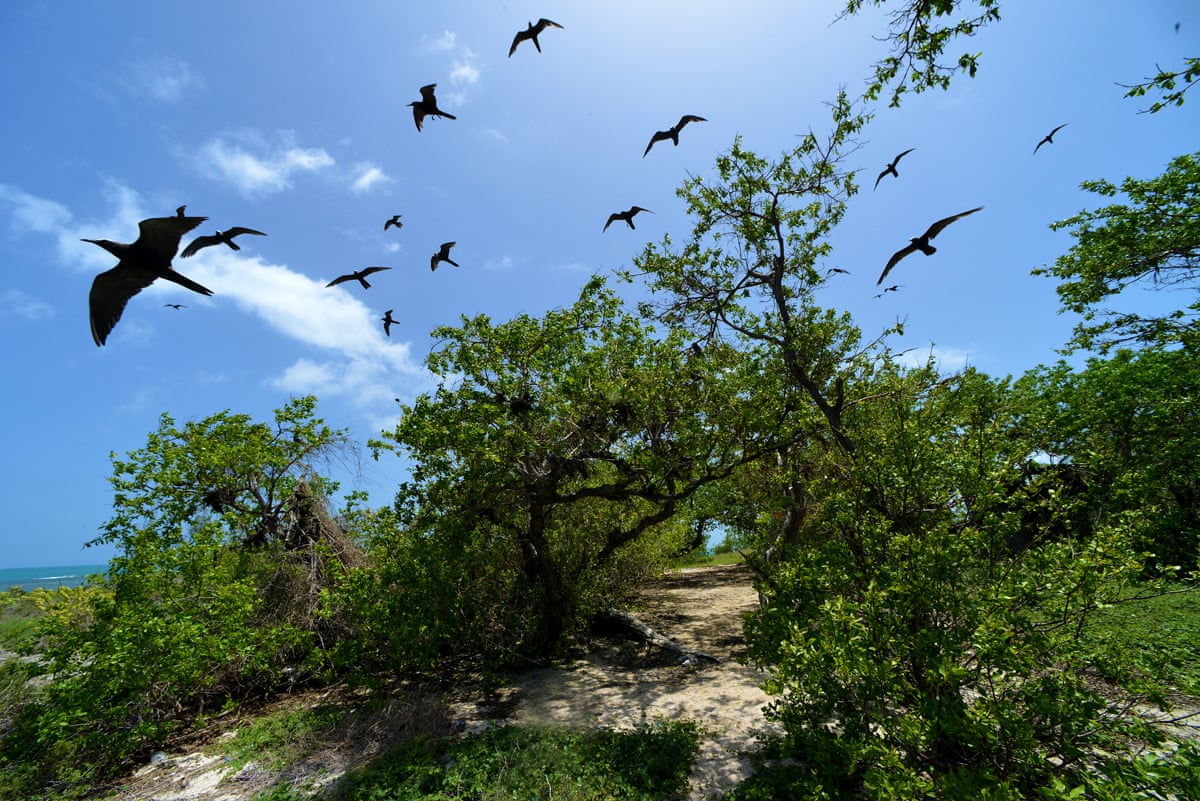 Birds fly above an unspoiled landscape of trees and shrubs.
