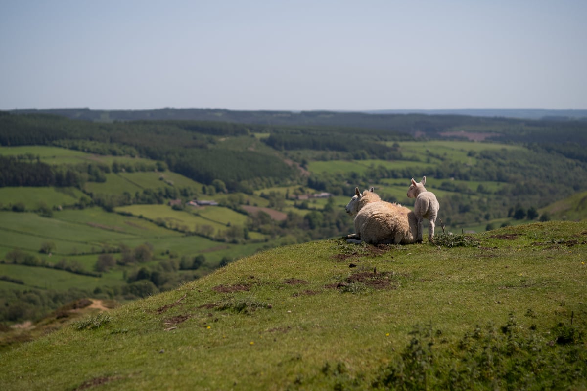 A sheep and lamb resting on the top of a hill overlooking a valley