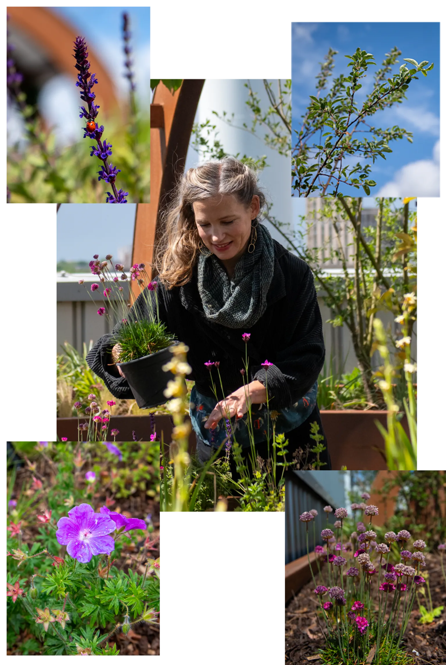 Landscape designer Sarah Price planting on the rooftop - and some close-up pictures of a ladybird on woodland sage, sour cherry tree, bloody crane's-bill and sea thrift.
