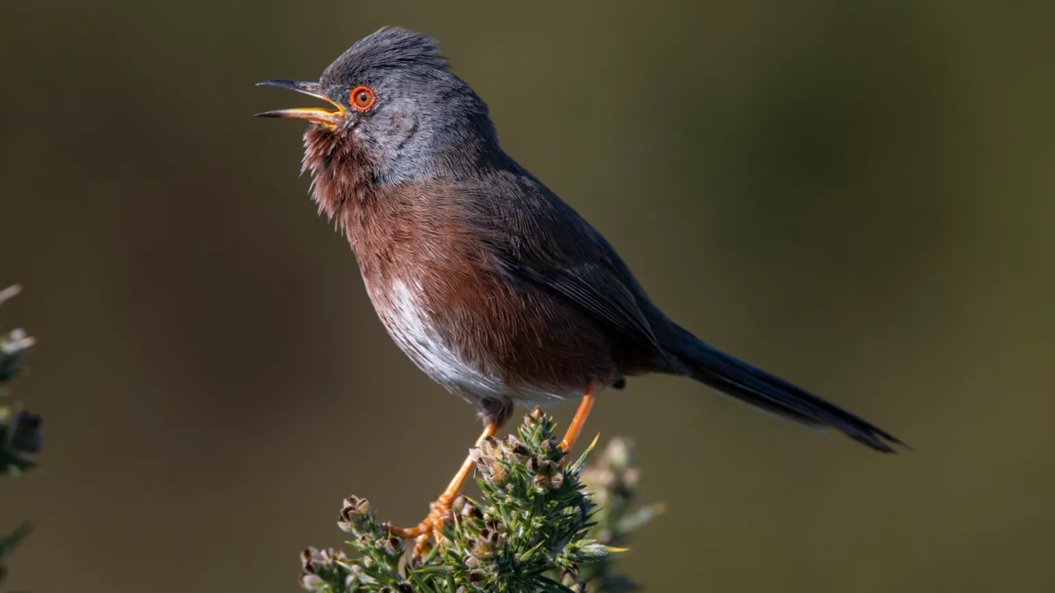 rspb-images.com A Dartford warbler sits on a green gorse branch singing, with its beak open and its throat feathers puffed out
