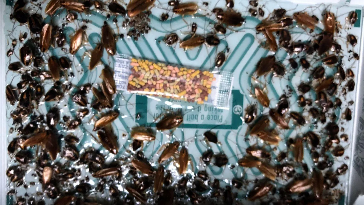 Chris Corbett/Aderyn Pest Control A close-up image shows a cockroach infestation on a monitoring trap, with dozens of brown and black insects of varying sizes clustered across a glossy surface. At the centre lies a small sachet of multicoloured bait granules,