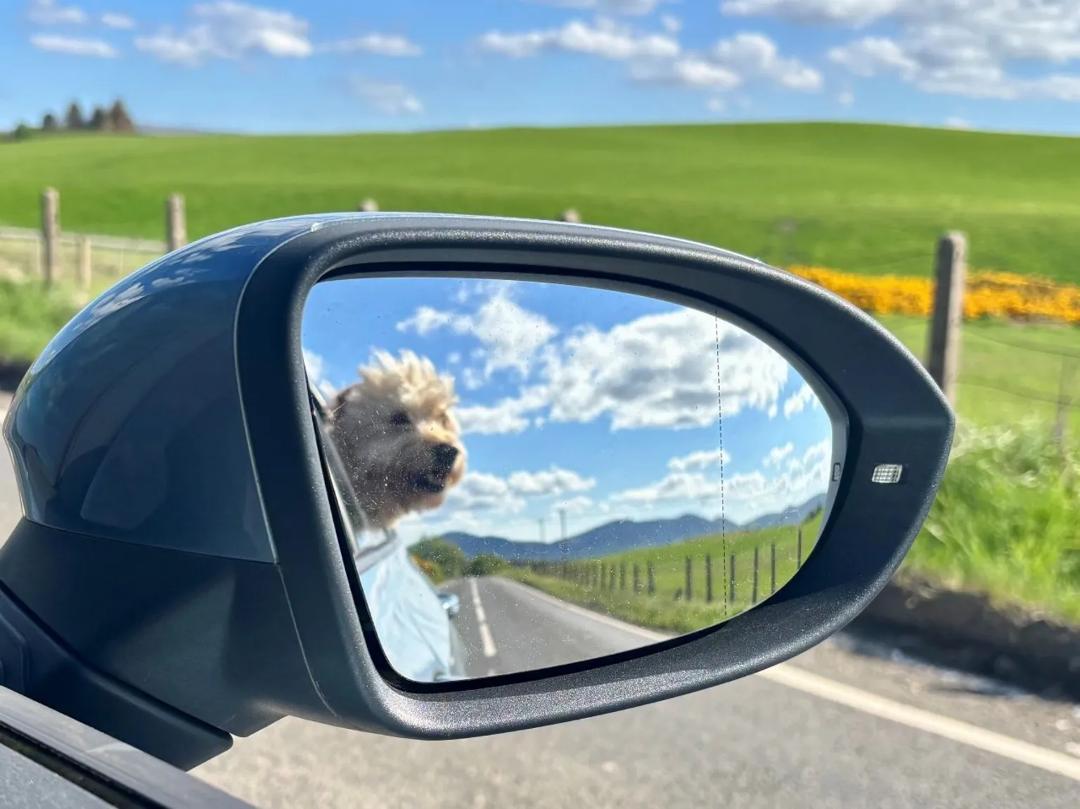 Tracey Patrick A dog reflected in a car's side mirror looking out of the window, with fields in the background
