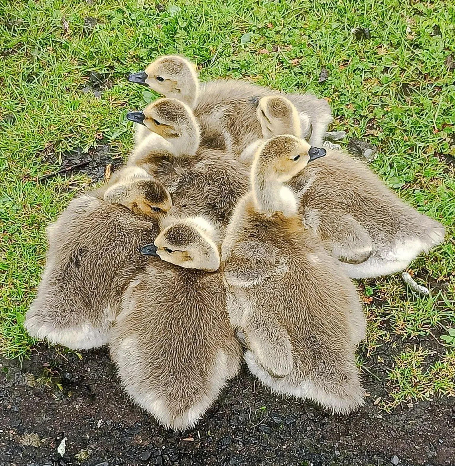 John McGuinness A group of six goslings huddled together on a patch of grass