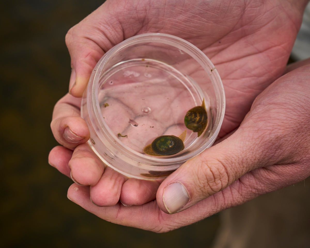 Cupped hands hold a glass bowl containing two tiny snails