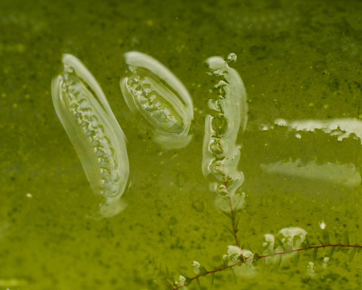Three stacks of tiny translucent eggs in green water, resembling peas in a pod