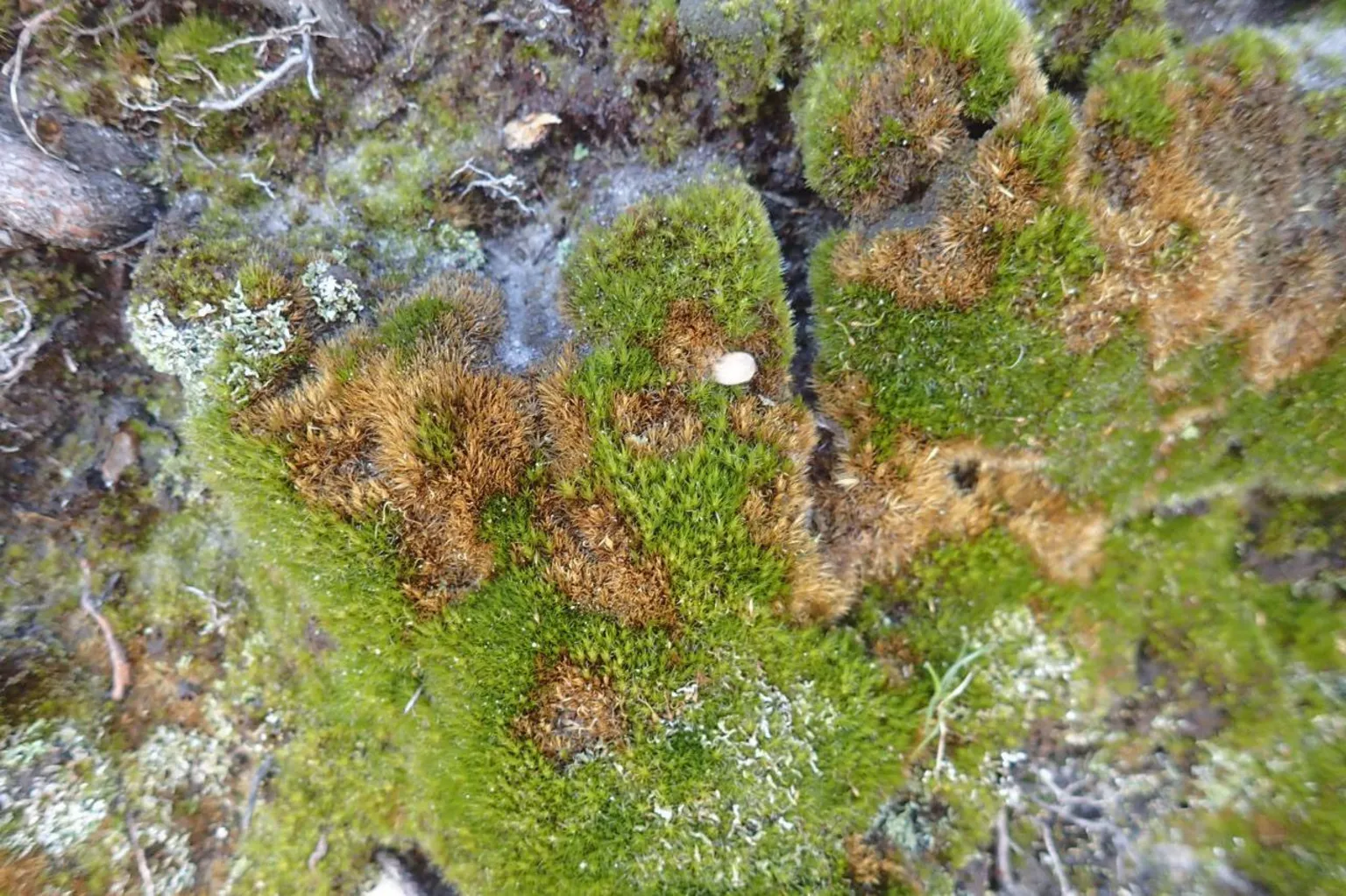 George Greiff A rock with patches of bright green moss and circles of dead moss, showing where the fungus has killed the plant