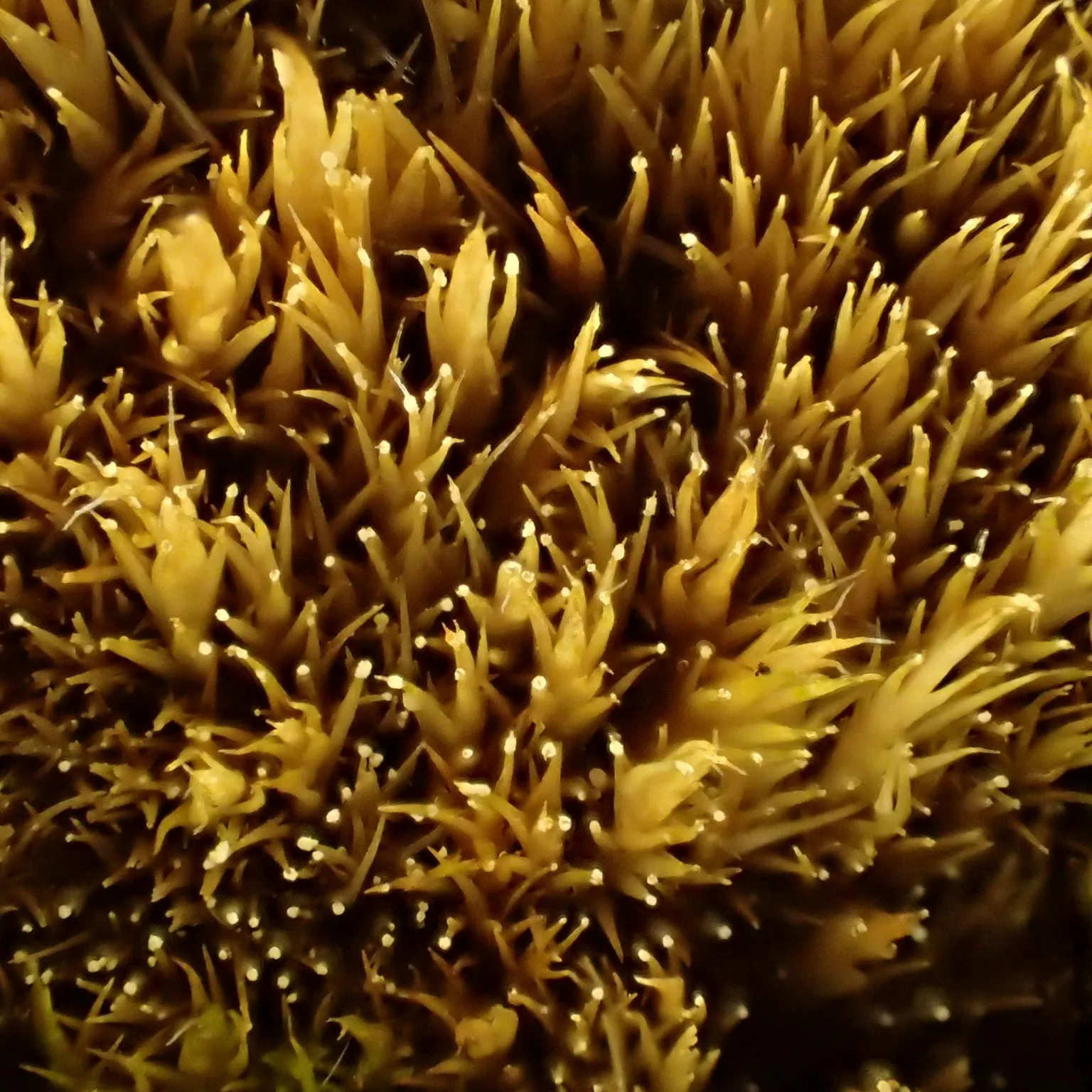 George Greiff The white tips on the plant tips are the fungus