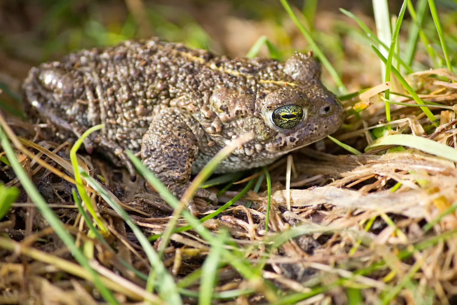  A natterjack toad sitting on top of grass. We can see just one of its beady eyes, the right one as it is sideways on.