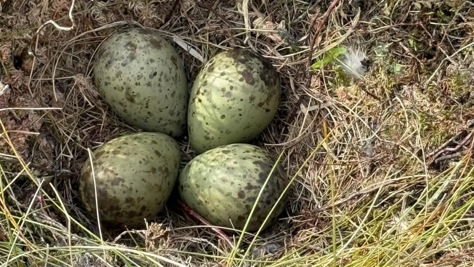 NIFRS Four eggs in a nest