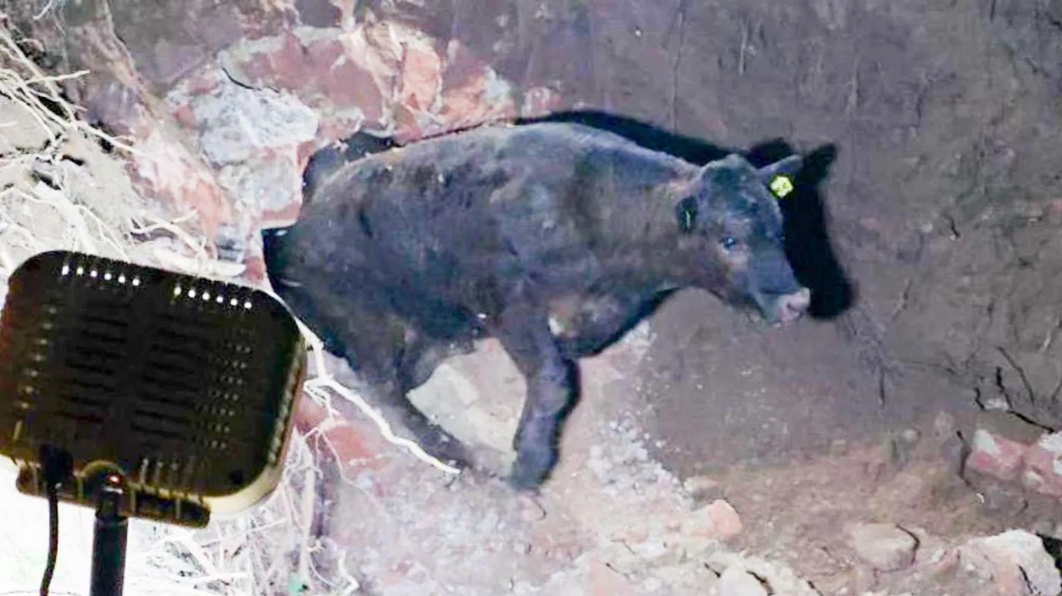 SFRS A black heifer emerges from an underground tunnel with a bright white light being shone towards her