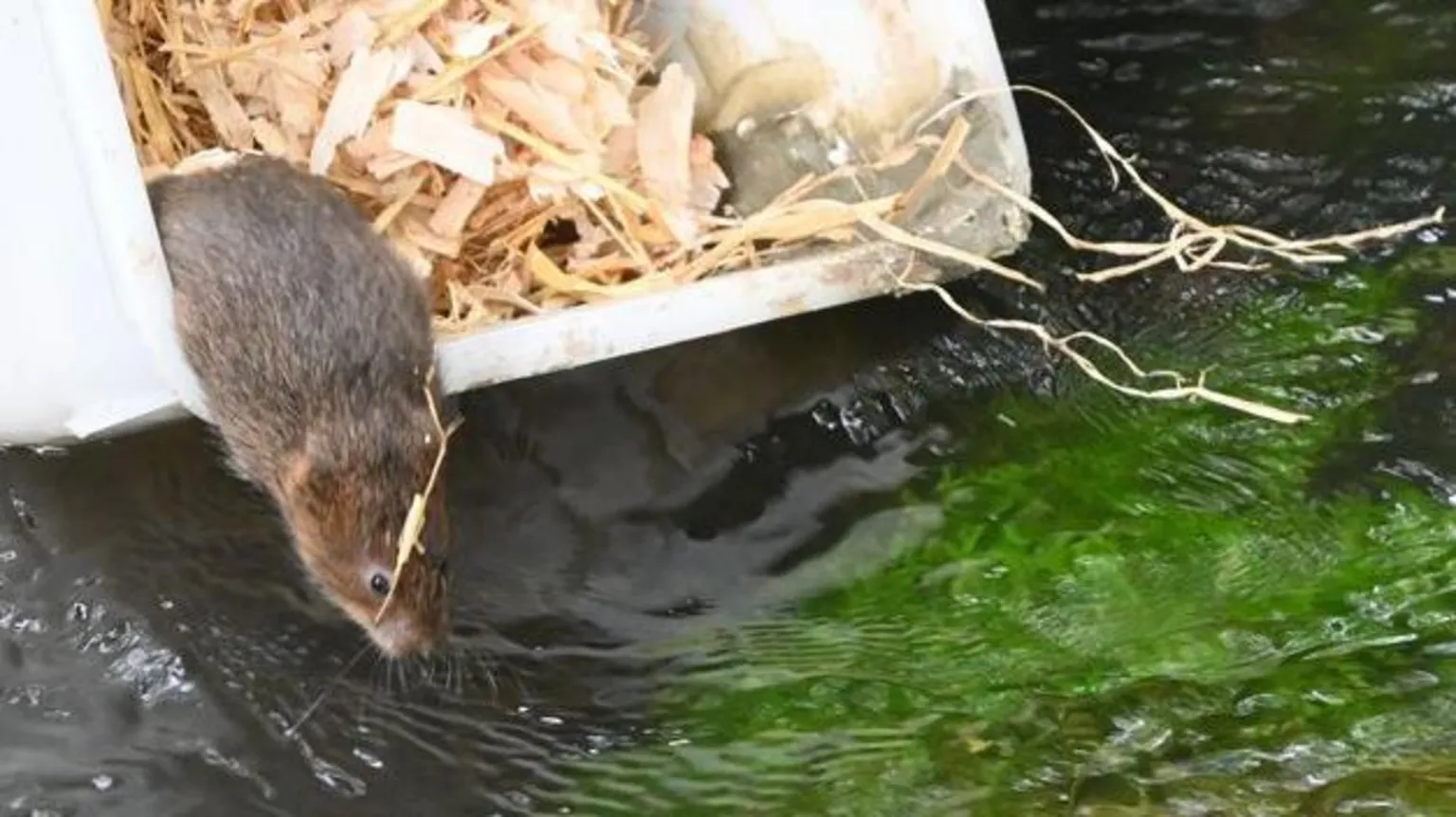 National Trust / Edwin Brooks A water vole climbs out of a plastic release container filled with wood shavings into a shallow river, where clear water flows over stones and bright green aquatic plants.