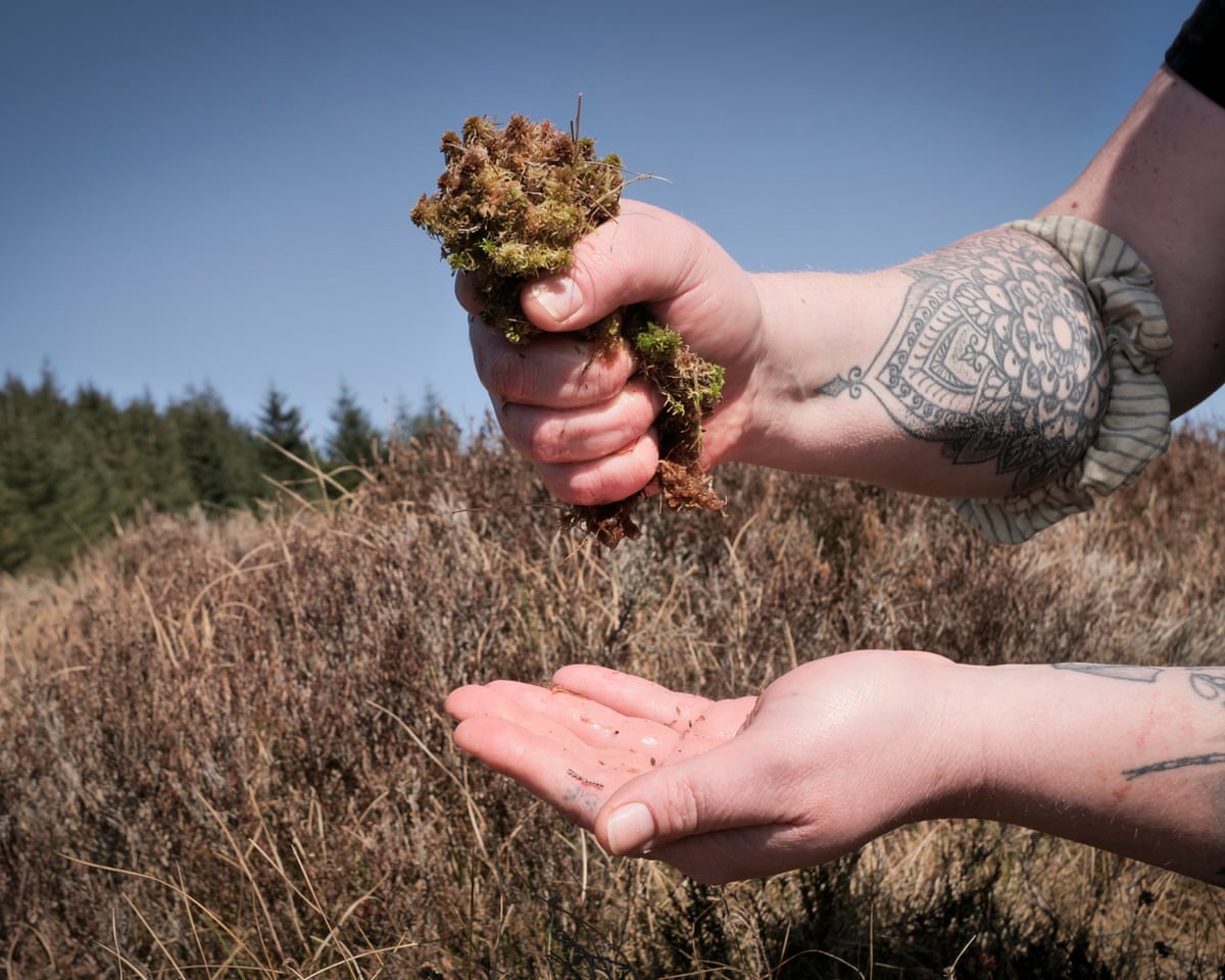 Rowan Hickman's hand squeezing peat
