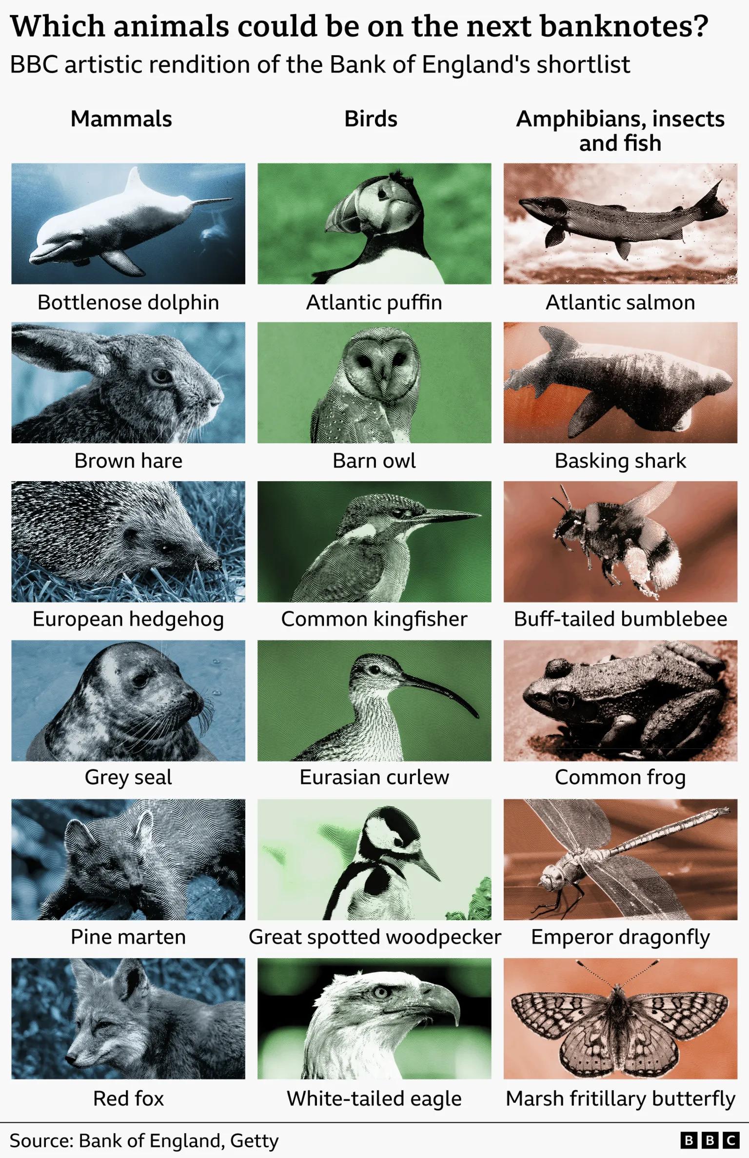 Bank of England / Graphic titled “Which animals could be in the next banknotes?” showing a BBC artistic rendition of the Bank of England shortlist. The image is arranged in three columns—Mammals, Birds, and Amphibians, insects, and fish—with stylised, engraved-style illustrations of UK wildlife. Mammals include bottlenose dolphin, brown hare, European hedgehog, grey seal, pine marten, and red fox. Birds include Atlantic puffin, barn owl, common kingfisher, Eurasian curlew, great-spotted woodpecker, and white tailed eagle. The third column features Atlantic salmon, basking shark, buff tailed bumblebee, common frog, emperor dragonfly, and marsh fritillary butterfly. Source credited to Bank of England and Getty, with BBC branding.
