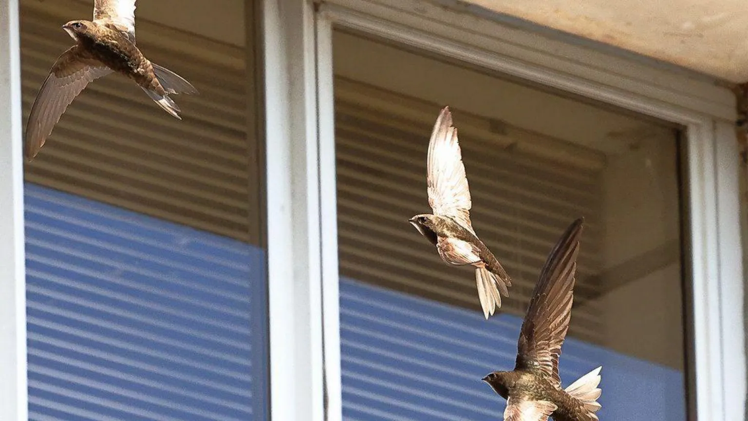 Piotr Szczypa Swifts flying near the Station Approach site in Dorking