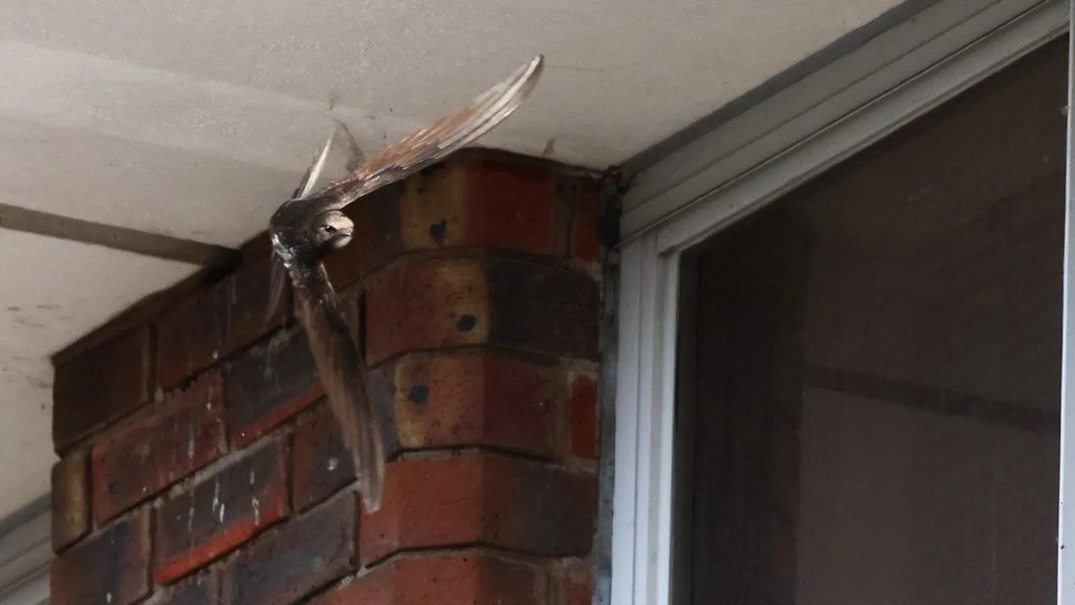 Piotr Szczypa A swift flying near brickwork at the Station Approach site in Dorking