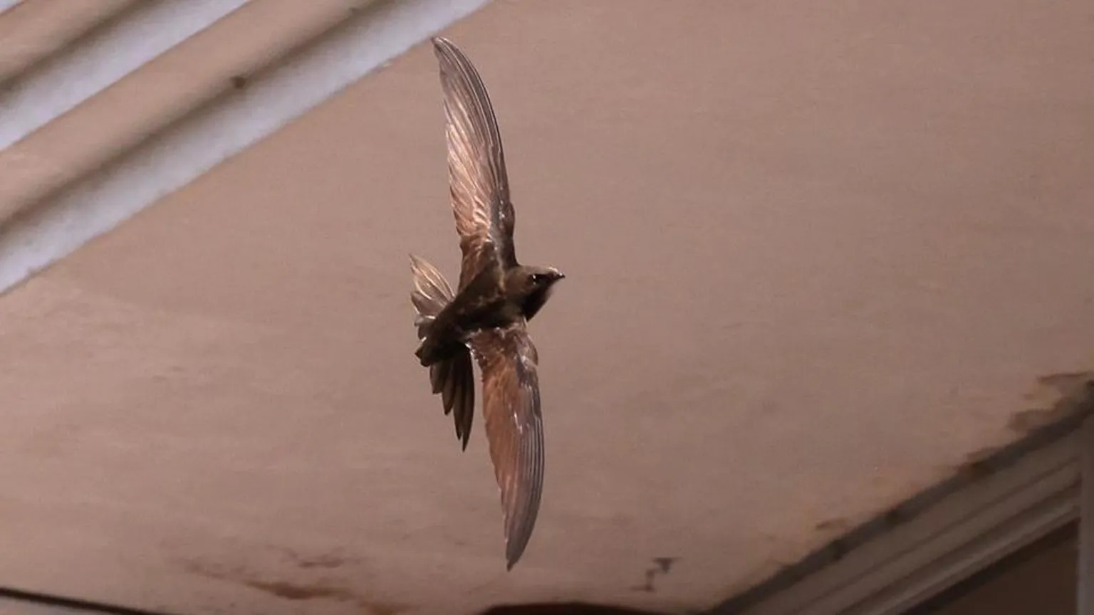 Piotr Szczypa A swift flying near the Station Approach site in Dorking