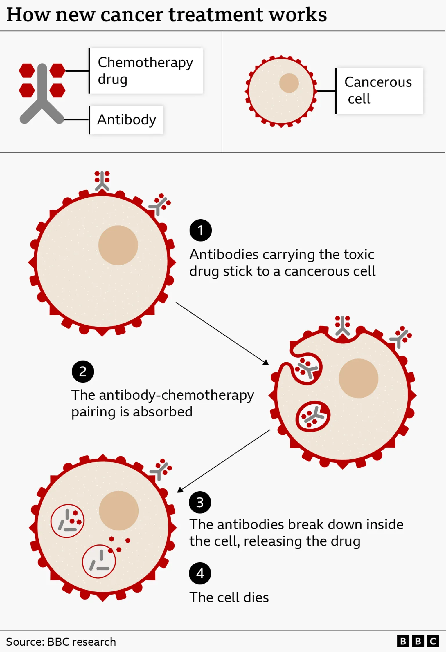 An infographic titled “How new cancer treatment works” explains a targeted therapy combining antibodies and chemotherapy drugs to attack cancer cells. At the top left, a diagram labels two components: a “Chemotherapy drug” shown as small red shapes, and an “Antibody” shown as a Y‑shaped grey structure. At the top right is a diagram of a “Cancerous cell,” shown as a large circular cell with a textured interior and a central nucleus, surrounded by a red outer edge. Below, the process is shown in four numbered steps with diagrams: “Antibodies carrying the toxic drug stick to a cancerous cell.” Small grey antibody shapes with attached red drug molecules are shown attaching to the surface of a large cancer cell. “The antibody‑chemotherapy pairing is absorbed.” The cell begins to engulf the attached antibody‑drug complexes, shown moving into the cell. “The antibodies break down inside the cell, releasing the drug.” Inside the cell, the antibody structures are shown breaking apart and releasing the red drug particles. “The cell dies.” The implication is that the released drug kills the cancer cell. The diagrams use simple colours: grey for antibodies, red for drug particles and the outer cell membrane, and beige tones for the cell interior. Arrows connect the stages to show progression. At the bottom, the source reads “BBC research,” with BBC branding in the corner.