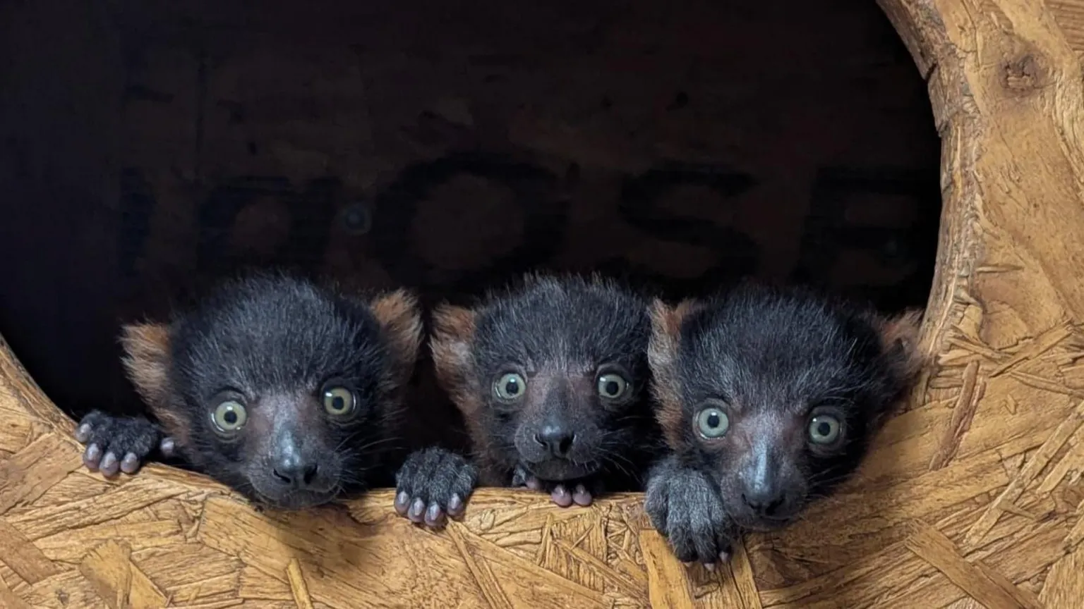 Shaldon Wildlife Trust Three small lemur babies huddles together in a wood box. They have their paws out of the box and are looking at the camera. 
