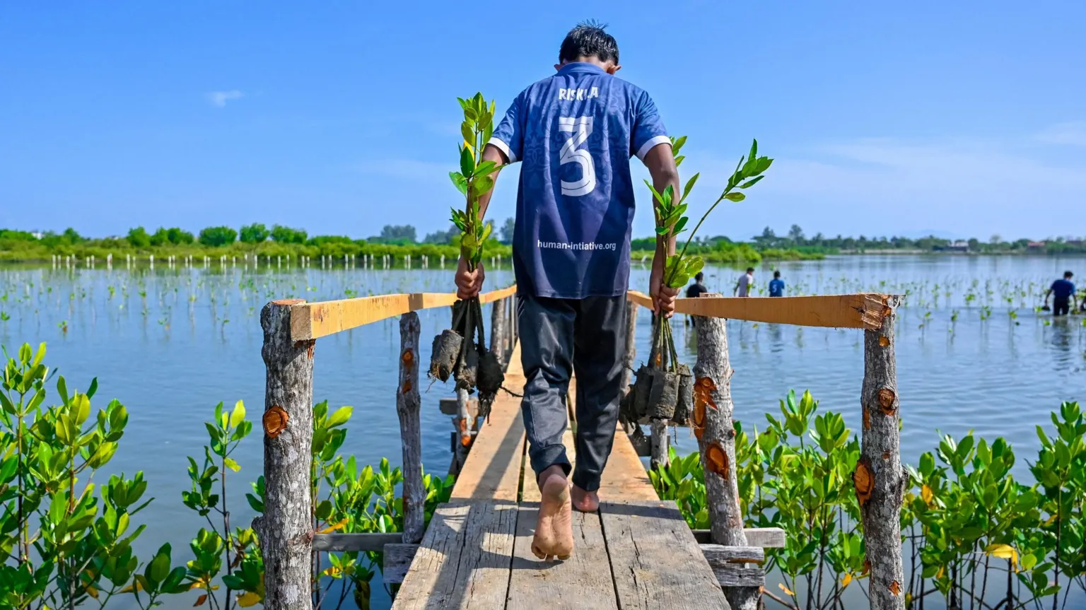 Chaideer Mahyuddin/AFP/ A man in a blue t shirt and dark trousers walks along a boardwalk towards the sea. He is carrying two mangrove saplings in his hands and either side of the boardwalk are saplings already planted in the water. Men in the background are blurred also planting in the water.