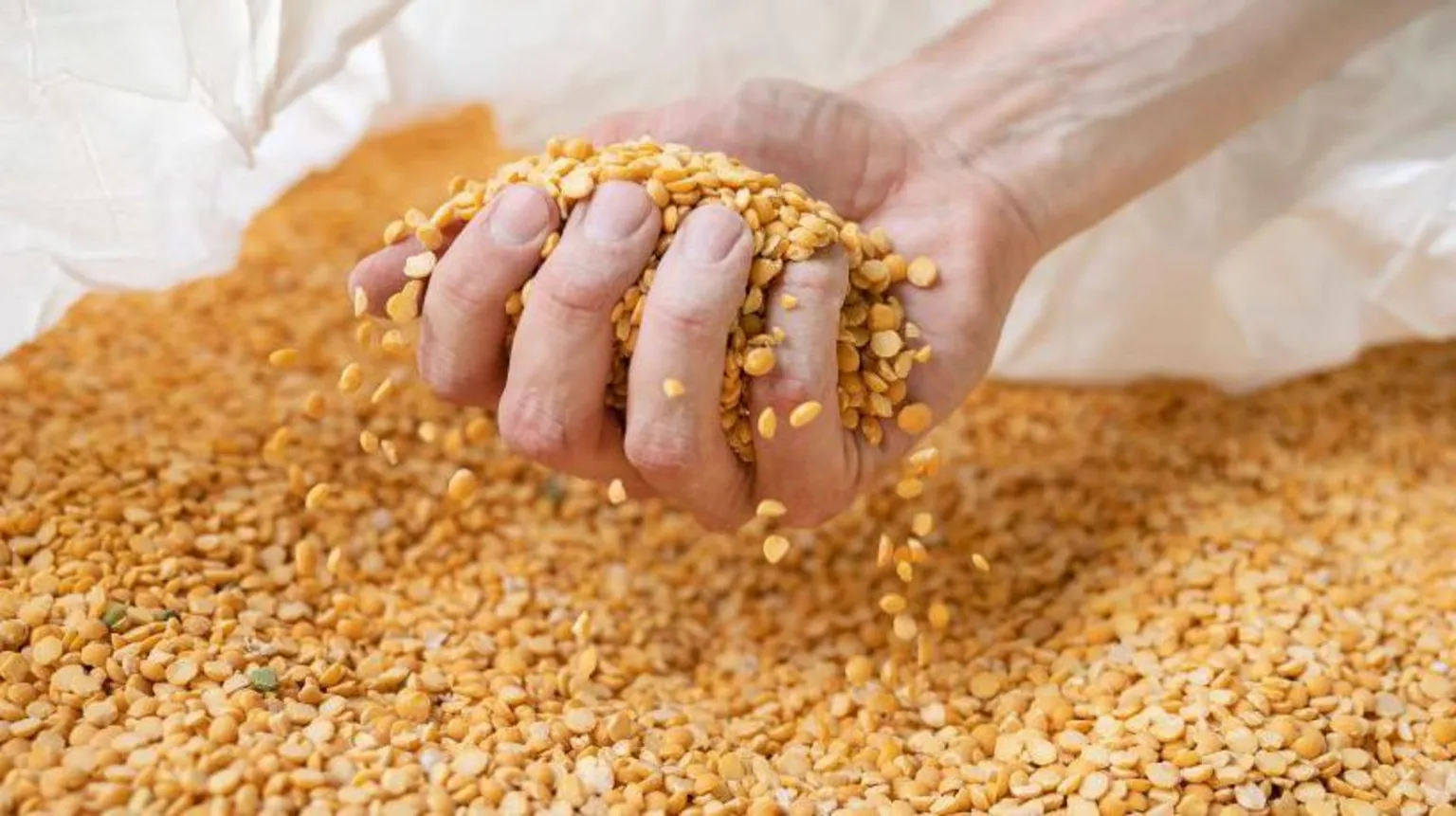  A hand reaches into a large container of yellow peas.