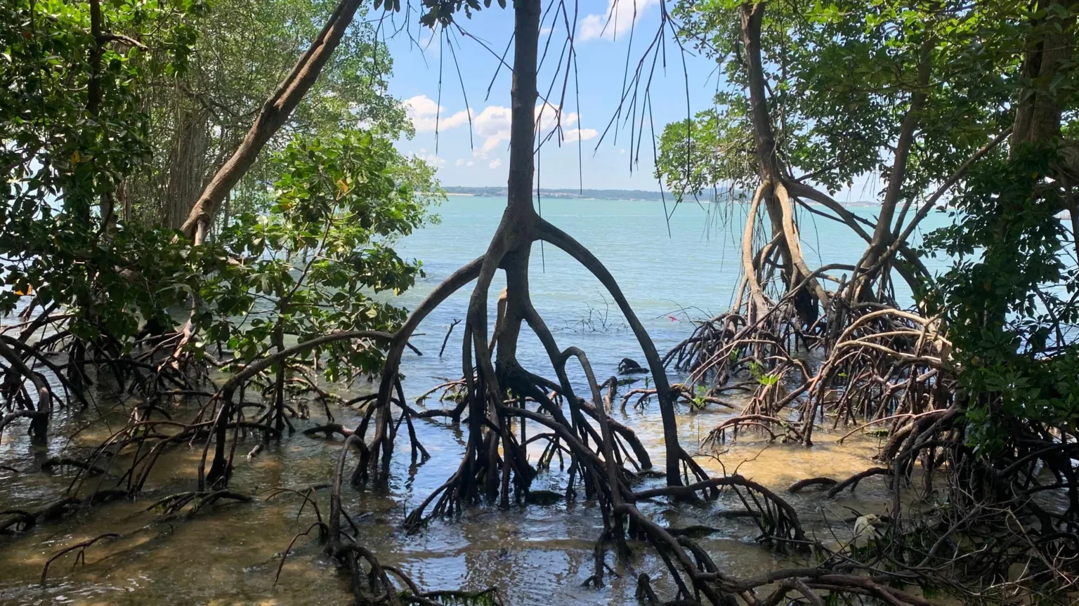 Daniel Friess A mangrove tree stands in shallow water with the blue sea beyond, the mangrove has multiple roots reaching down into the water. Surrounding it are other mangrove trees and in the background shallow blue sea and blue sky with white clouds.