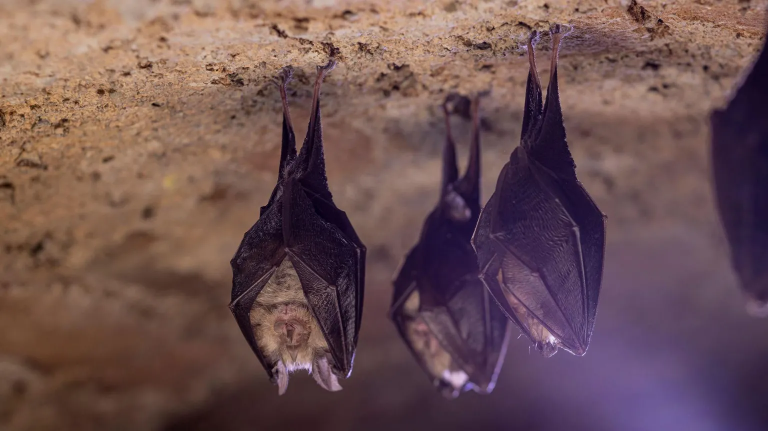  The image shows several bats hanging upside down from the rough, textured ceiling of a cave. The bats are clustered closely together, with their wings folded tightly around their bodies as they rest. The rocky surface above them appears uneven and natural, with earthy tones of brown and tan. Soft, diffused lighting highlights the details of the bats’ wings and fur while leaving parts of the background in shadow. The overall scene conveys a quiet, sheltered environment typical of a cave habitat.