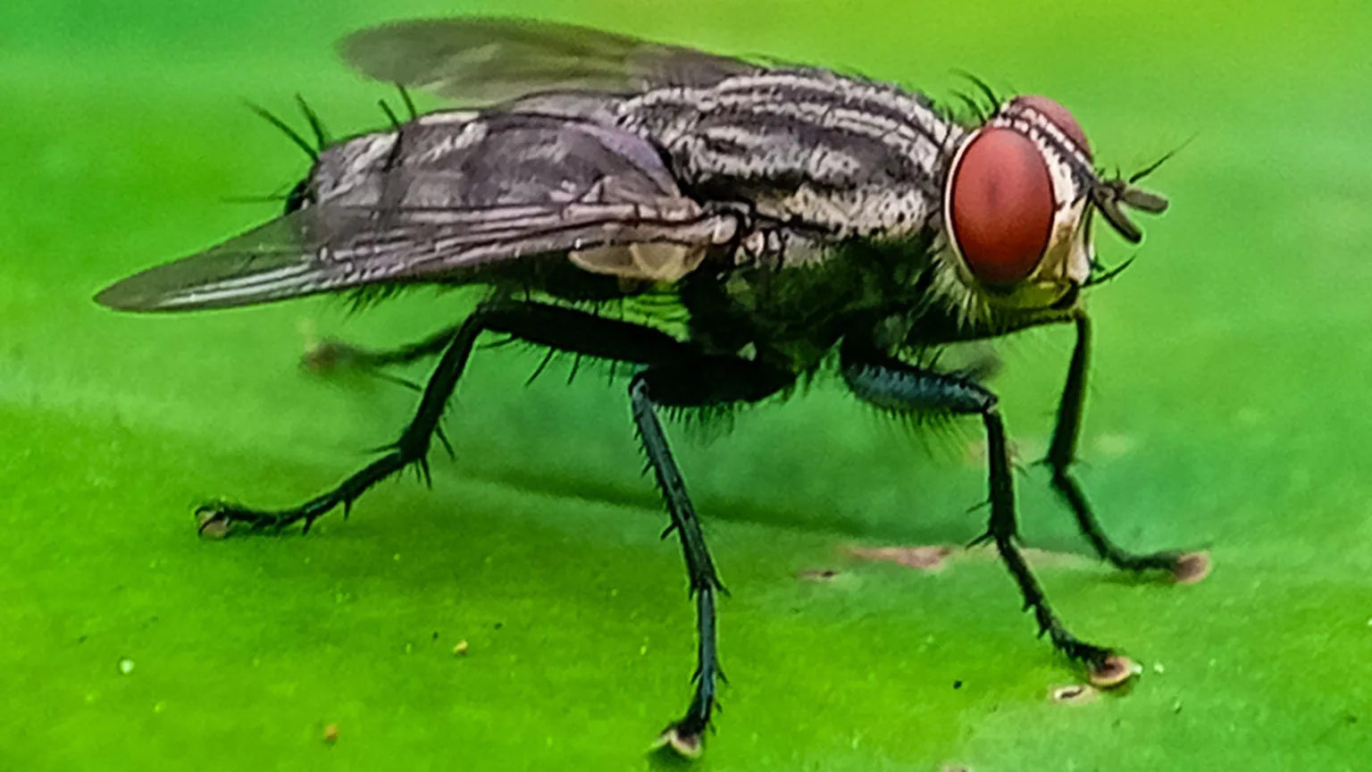 A screwworm fly seen in extreme close up, sitting on a leaf