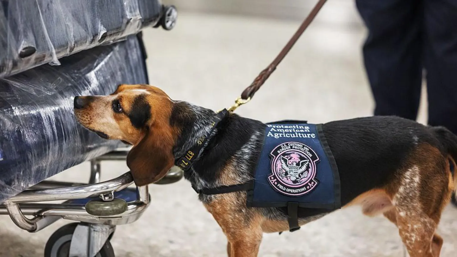  A beagle with a vest sniffs luggage