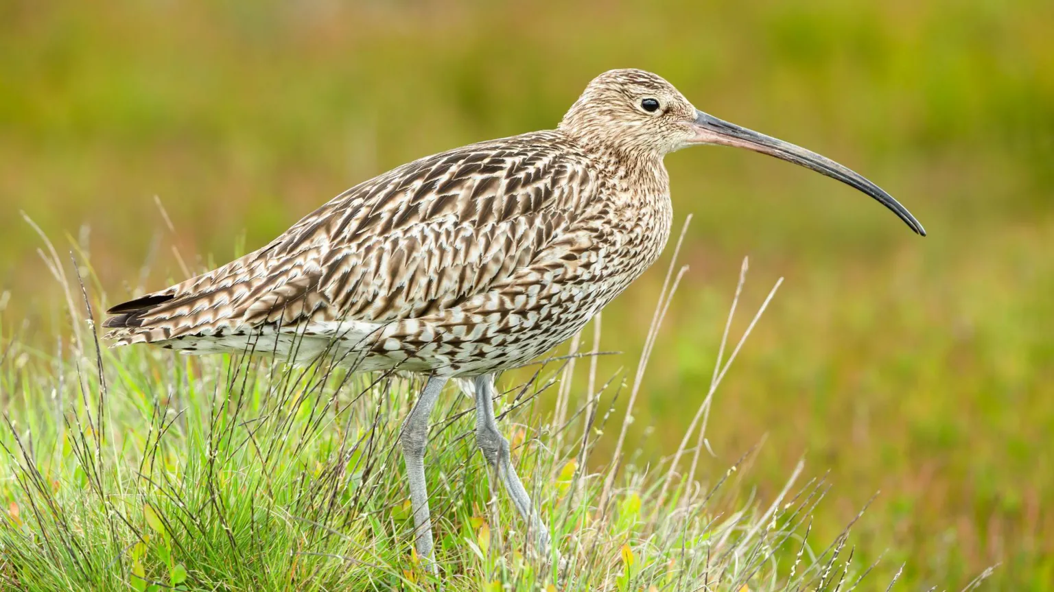  A curlew standing in long green grass. The curlew has a long beak and brown and cream feathers.