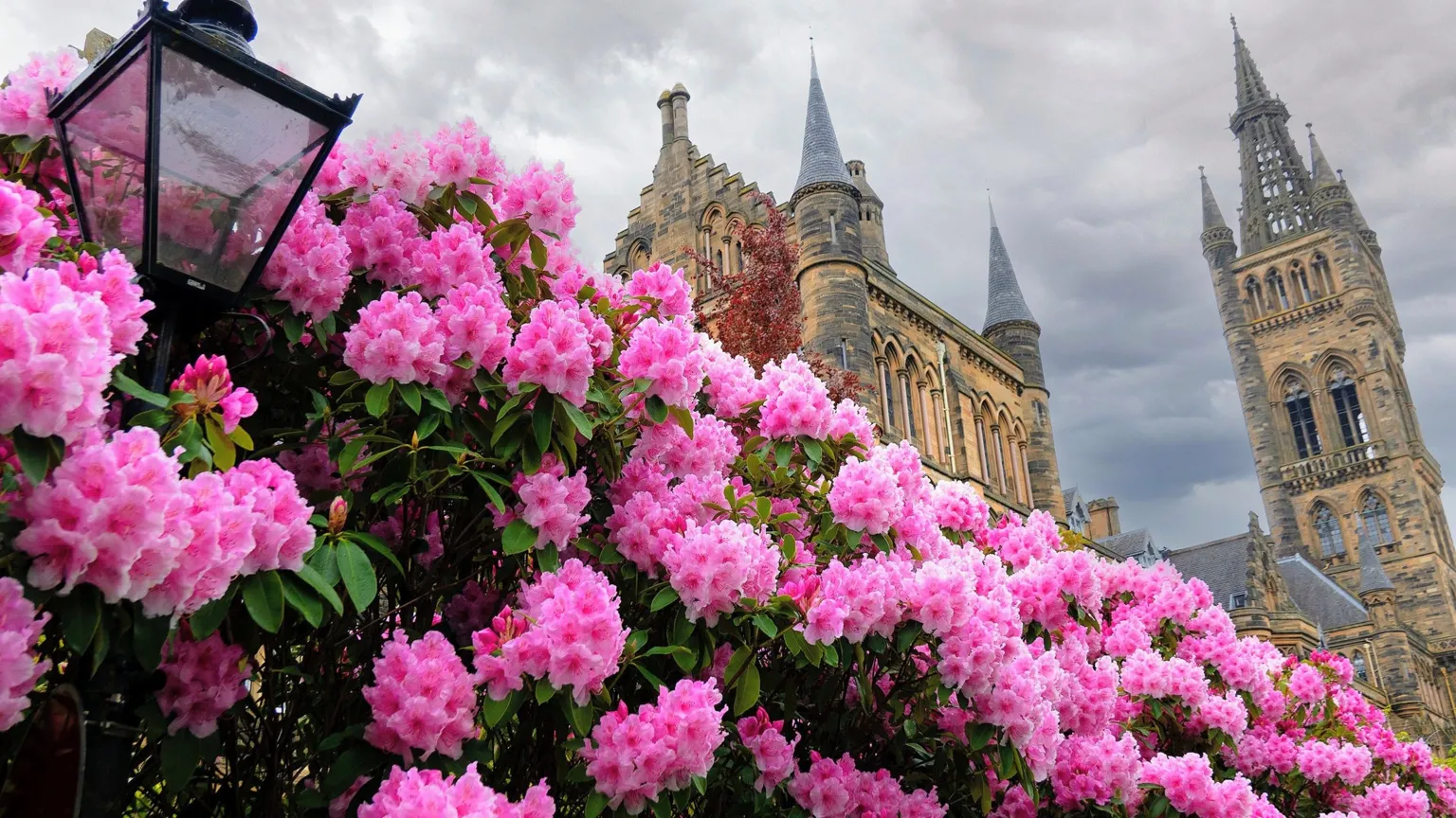 Chunli Ren Bushes of pink flowers surrounding a lamppost. The main building of Glasgow University stands in the background. The sky is full of clouds. 